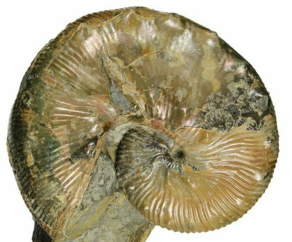 Iridescent Ammonite (Hoploscaphites) Fossil - South Dakota #180798